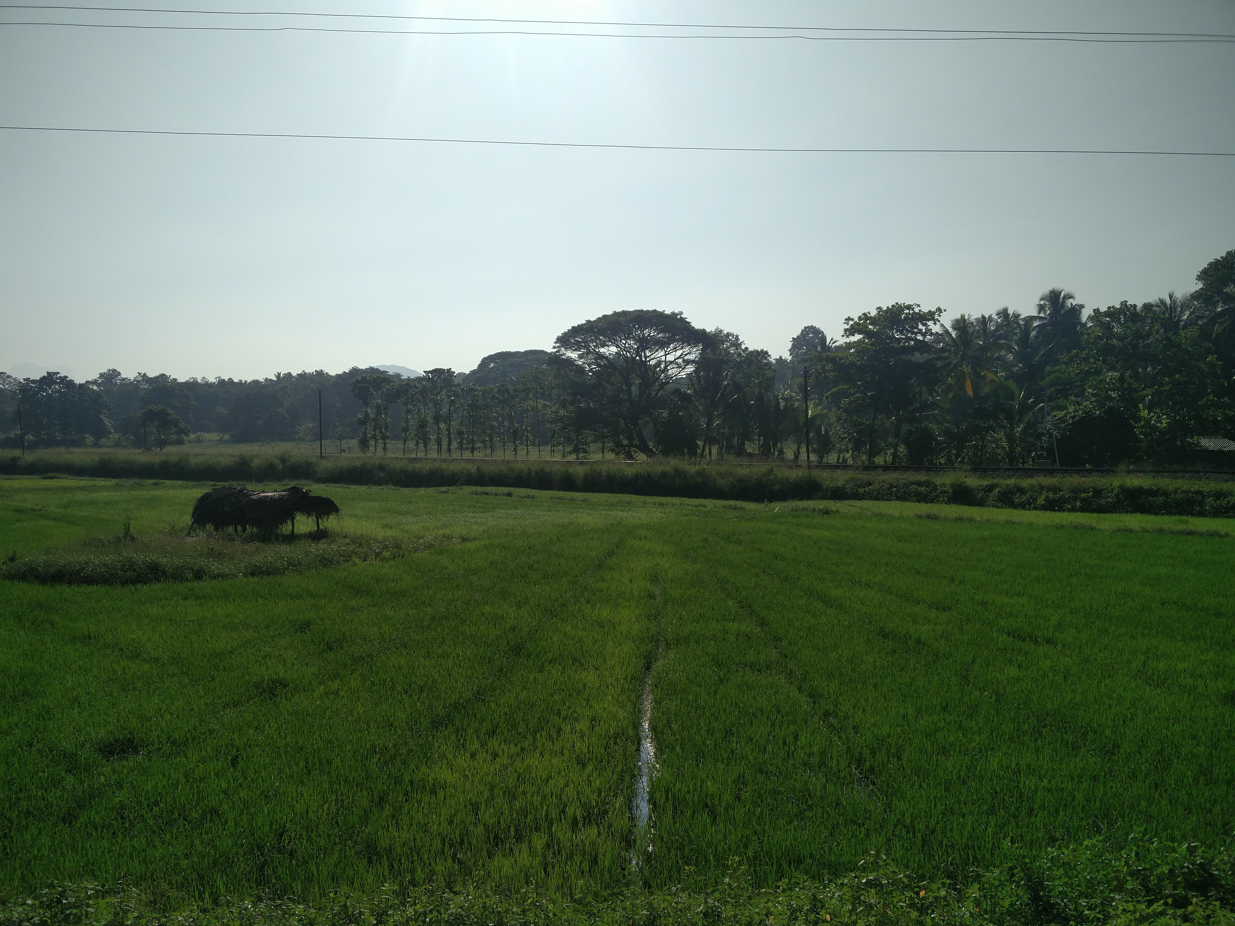 A paddy field in the Gampaha region | Interim Budget 2022