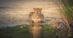 A Sri Lankan Leopard drinking water at the Wilpattu National Park