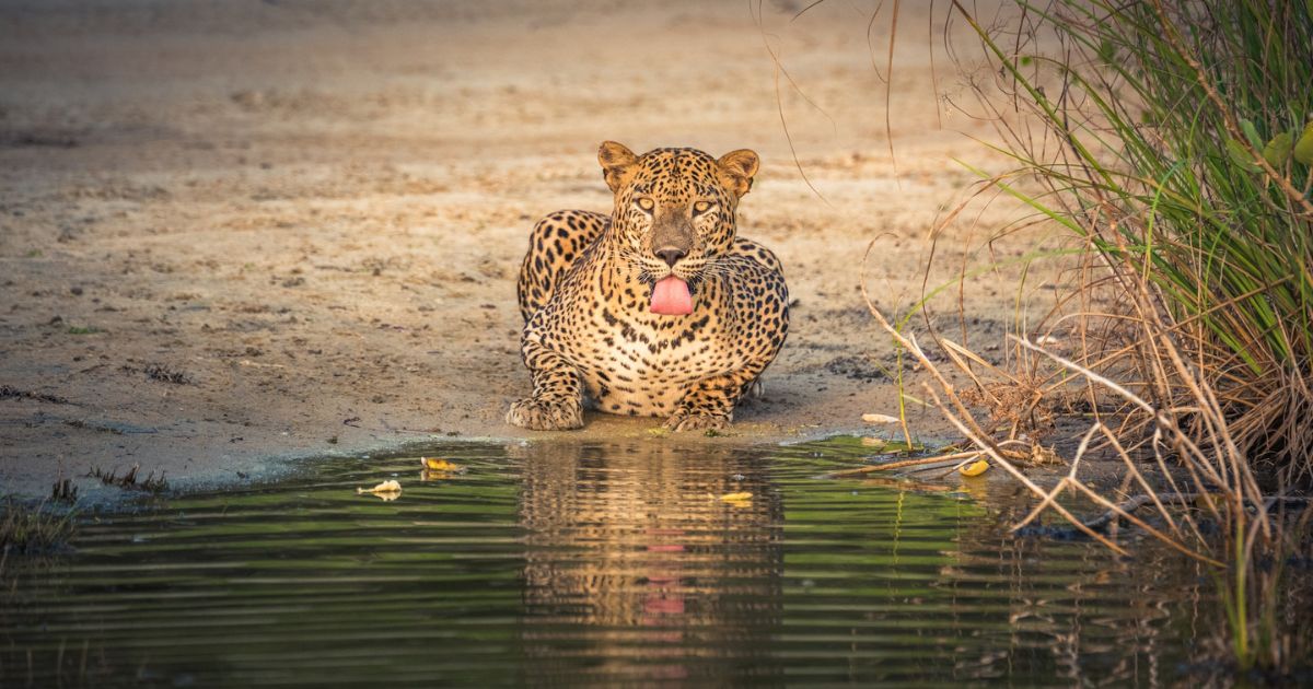 A Sri Lankan Leopard drinking water at the Wilpattu National Park