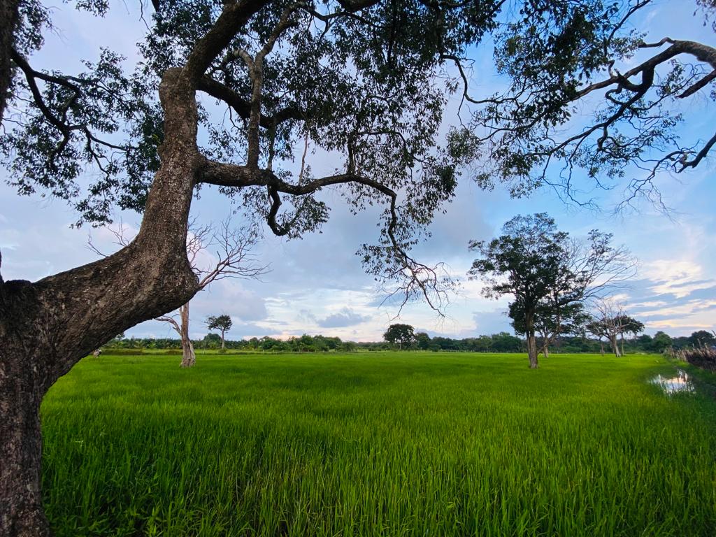 Image of a 14-acre farming land owned by iGrow Lanka