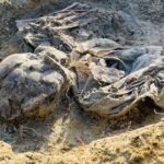 An excavated skeletal remains at the Chemmani mass grave